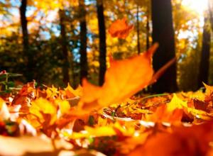 Brevi ragioni per la caduta delle foglie in autunno