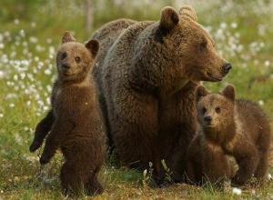 Ağ qütb ayılarının populyasiyası tükənmək üzrədir