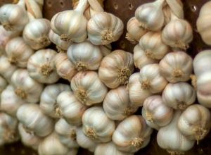 Come conservare l'aglio invernale in casa