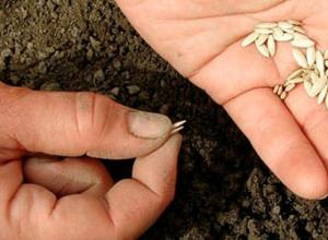 Výklad snů: semena v knihách snů Proč sníte o zasazení semen do země?